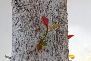 Texture of the bark of a tall tree. Wood from the hot subtropical climate of Israel photo