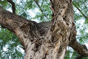 Texture of the bark of a tall tree. Wood from the hot subtropical climate of Israel photo