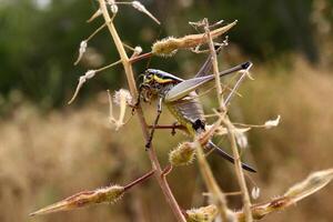 a grasshopper sits on a dry branch photo