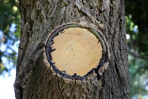 Texture of the bark of a tall tree. Wood from the hot subtropical climate of Israel photo