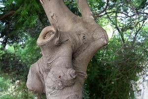 Texture of the bark of a tall tree. Wood from the hot subtropical climate of Israel photo