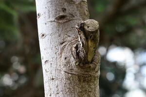 Texture of the bark of a tall tree. Wood from the hot subtropical climate of Israel photo