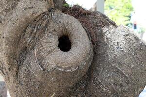 Texture of the bark of a tall tree. Wood from the hot subtropical climate of Israel photo