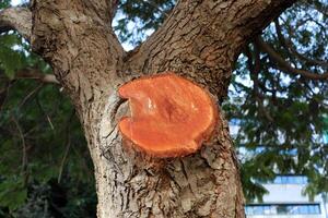 Texture of the bark of a tall tree. Wood from the hot subtropical climate of Israel photo