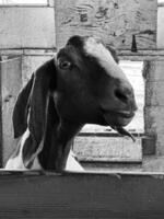 A black and white photo of a goat