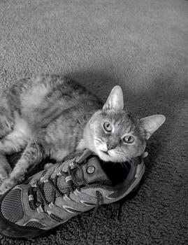 A cat laying on a pair of shoes photo