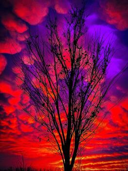 A tree silhouetted against a colorful sky photo