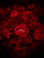A red flower in the dark with a black background photo