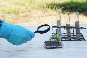 Close up researcher hands hold magnifying glass to inspect sample soil. Concept, agriculture survey and research to develop and solve problems of soil for growing plants. photo