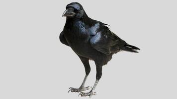 Black raven isolated on white background, crow cutout in empty backdrop photo