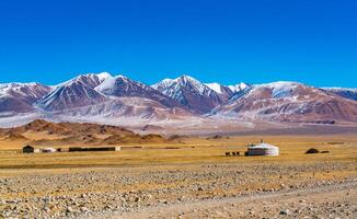 View of Mongolian ger with the herd of sheep and cow on the yellow steppe photo