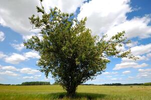 Tree on corn field photo