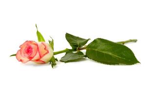 Rose on a white background photo