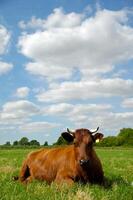 Cow is resting on a green feild photo