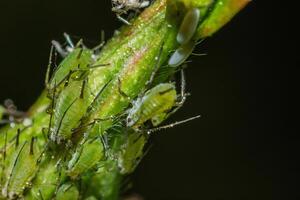 closeup of colony of aphids sucking on rosebud photo
