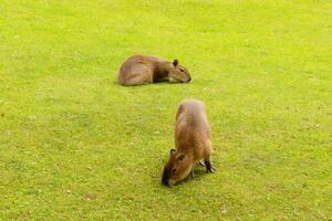 Capybara Kapibara Hydrochoerus hydrochaeris photo