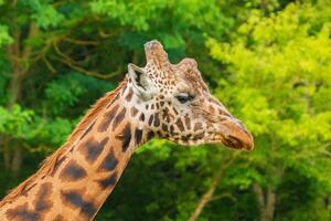 Giraffe in selective focus on green natural background photo