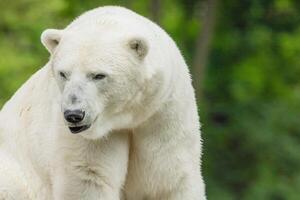 Polar Bear takes a rest photo