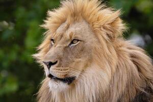 close-up image of a lion's head. expression is calm and majestic photo
