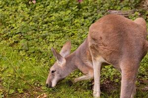 Portrait of an Australian medium sized kangaroo in selective focus photo