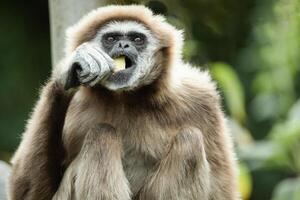 lar gibbon white-handed gibbon, an endangered primate in the gibbon family photo