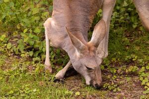 Portrait of an Australian medium sized kangaroo in selective focus photo