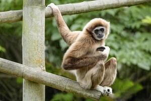 lar gibbon white-handed gibbon, an endangered primate in the gibbon family photo