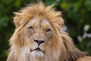 close-up image of a lion's head. expression is calm and majestic photo