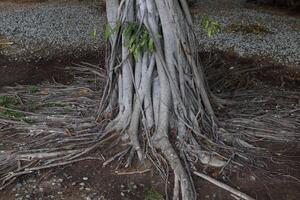 Gray bark trunk of banyan tree and root expanding on ground. photo