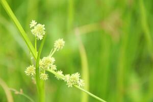 Close up Cyperus diffomiss or flatsedge flowers blooming in natural environment in Thailand. photo