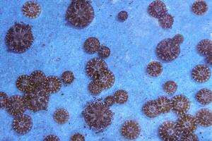 Group of upside down jellyfish, Cassiopea Andromeda in marine aquarium pool. photo