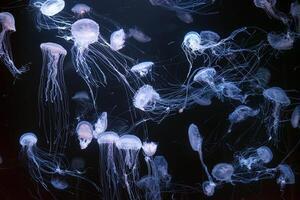 Group of Atlantic sea nettle jellyfish floating in illuminated aquarium photo
