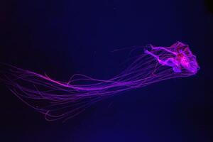 Group of Atlantic sea nettle jellyfish floating in illuminated aquarium photo