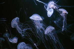 Group of Atlantic sea nettle jellyfish floating in illuminated aquarium photo