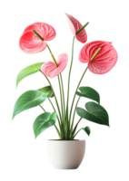 Anthurium on Pot Isolated on Transparent Background png
