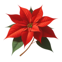 Christmas Poinsettia Red Flower With branch and green leaves png