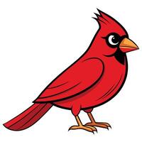 A red cardinal bird is standing on a white background vector