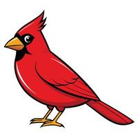A red cardinal bird is standing on a white background vector