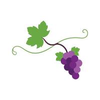 Sprightly Grapes Clinging to Vine vector