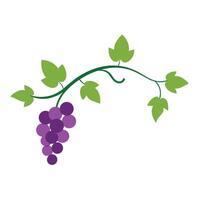 Elegant Grapevine Winding Through Fresh Foliage vector