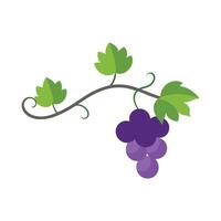 Lush Grapes Hanging from Vines vector