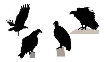 Vulture Bird Silhouette Collection vector