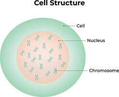 Cell Structure Design Illustration vector