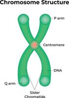 Chromosome Structure Cell Illustration vector