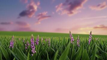 A field with purple flowers and grass photo