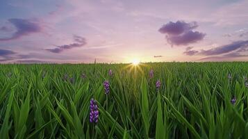 A field of grass with purple flowers at sunset photo