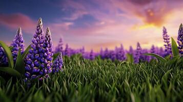Purple flowers in a field at sunset photo