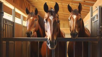 Three brown horses lean out of a stall. A stable or ranch with horses. Horizontal format. photo