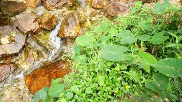 Rocks and grass and leaves along the stream photo