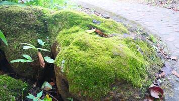 Green moss growing on a rock in the middle of the forest photo